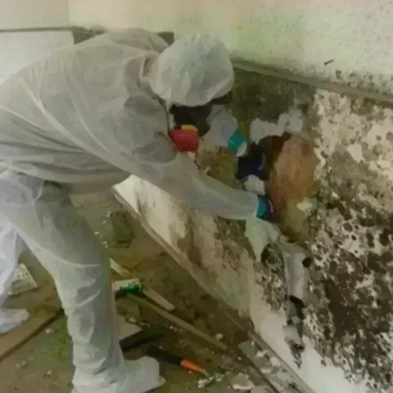 Mold Remediation and Removal in Red Lake Falls, MN